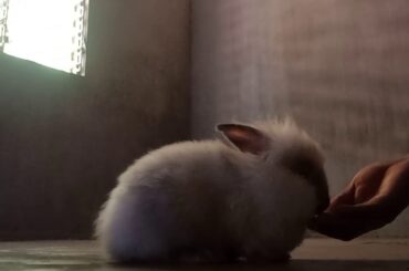 Cute bunny doing tricks?