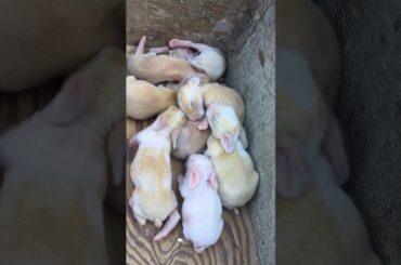 Baby rabbits on their 4days ang bilis nilang lumaki so cute😘😍🥰