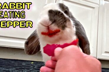 Rabbit gets Red Lips after eating a pepper ASMR