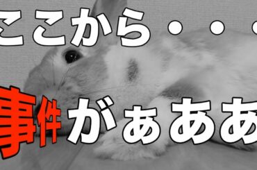 【かわいい】うさぎの知能はかなり高い！？　反撃を食らう飼い主の末路　cute　rabbit　video