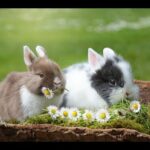 Cute and funny Pets- Rabbits, Cats and Dogs Videos Compilartion