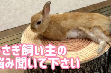 【うさぎ】飼い主の悩みと葛藤を聞いて下さい！【かわいい】Cute rabbit #51