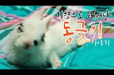 기형으로 태어난 토끼, 동글이 이야기~! The story of the rabbit born with an abnormality