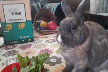 RABBIT EATING LETTUCE SO CUTE