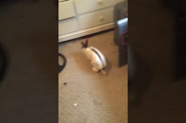 Cute bunny video
