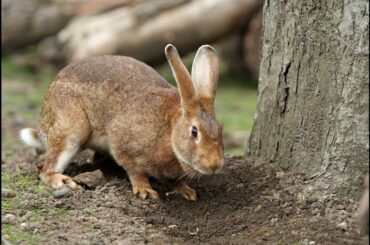 Funny and Cute Bunny Rabbit Videos Compilation 2020