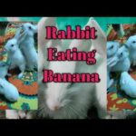 My Rabbit is eating banana. || how my cute rabbits eats banana .