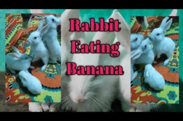 My Rabbit is eating banana. || how my cute rabbits eats banana .
