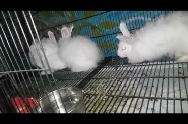 lionhead breeder rabbits