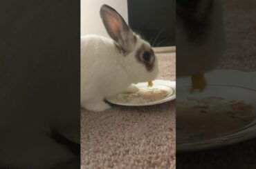 Cute bunny tries mango for the first time