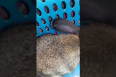 I hold a cute rabbit she calls sun