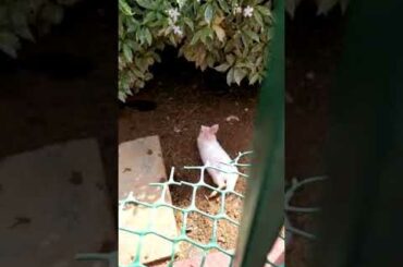 Family of cute rabbits🐰