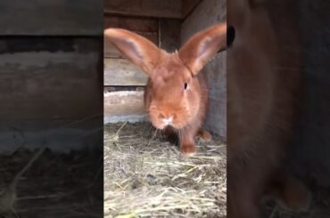Iepuri Neozeelandezi roșii / New Zealand red rabbits