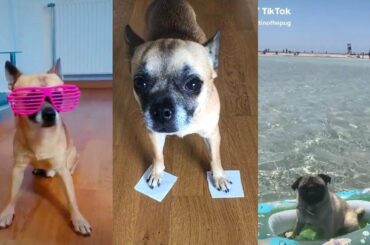 Funny Dogs Videos Compilation cute moment of the animals - Cute Dogs #2