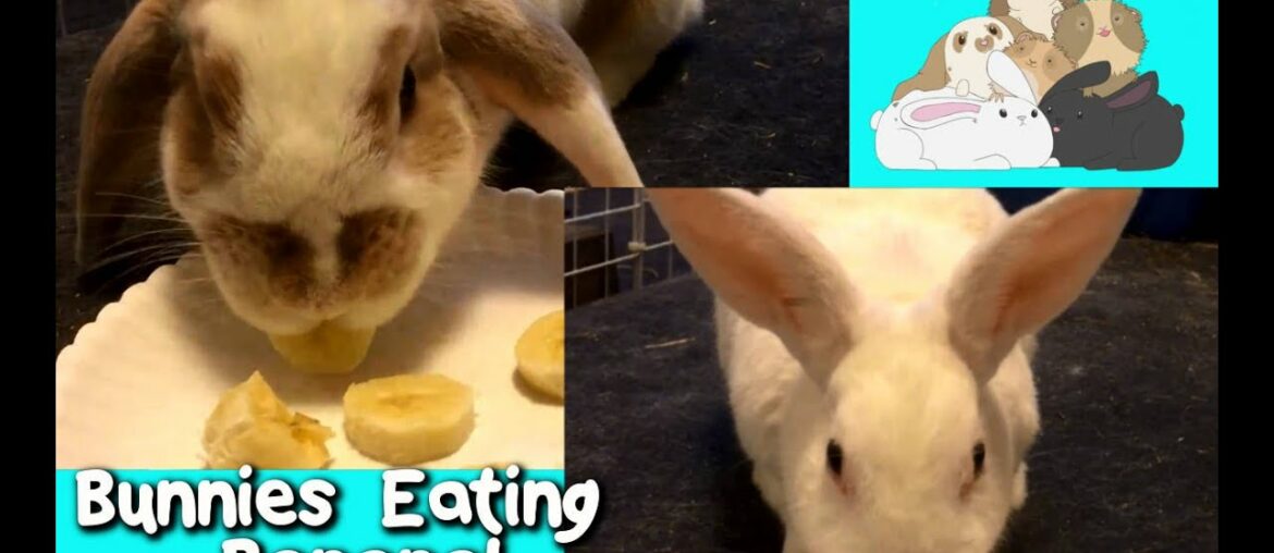 Cute Bunny Rabbits Eating Bananas!