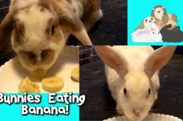 Cute Bunny Rabbits Eating Bananas!