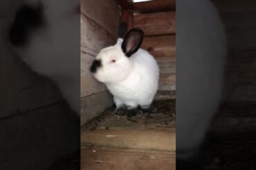 Iepuri Californian/ Californian rabbits