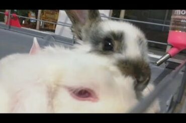 Conejito dando mimos a su mamá coneja. Cute Funny Bunny