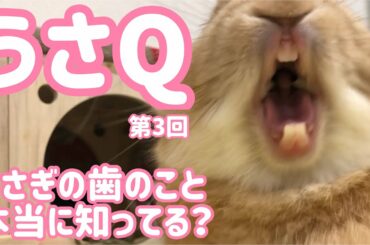 【うさぎ】歯のこと本当に知ってる？うさQ#3【かわいい】Cute rabbit tooth #52
