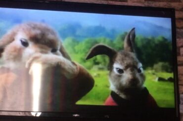 Cute rabbit