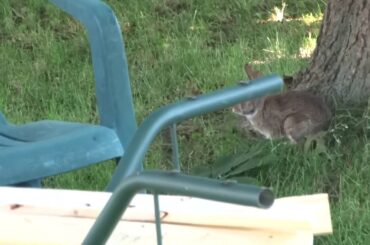 Baby Bunny