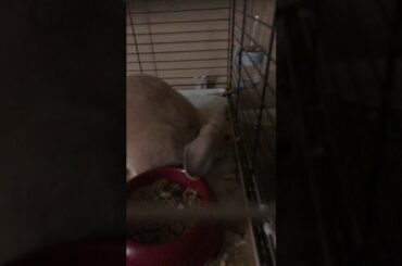 My bunny!!! Warning cute!