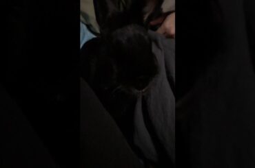Cute Rabbit