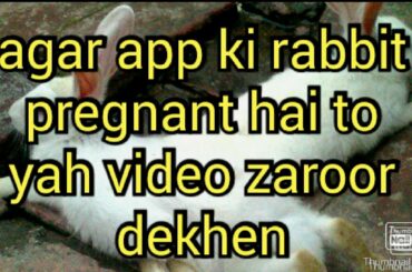 rabbit unborn baby bunny kyon deti hai? in urdu/hindi