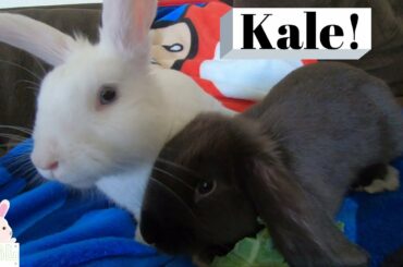 Blue Eyed White Bunny Loves Eating Kale and Holland Lop is a Snuggler