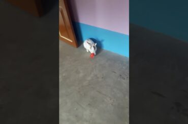 Rabbit playing with balloon 😛