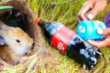 Experiment |  Mentos  And Coca Cola Catch Rabbit In Deep Hole