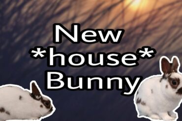 I got a rabbit