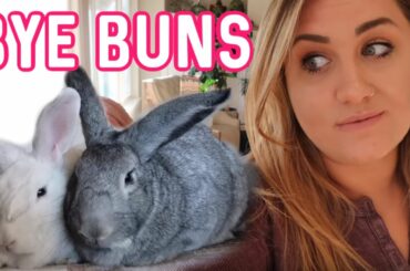 Saying Goodbye To Our Last Two Bunny Babies😭