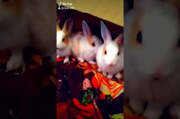 My cute rabbits . Mini Riyaz