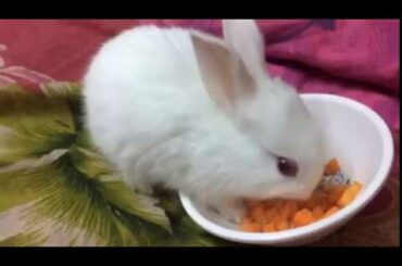Cute Bunny Eating Carrot