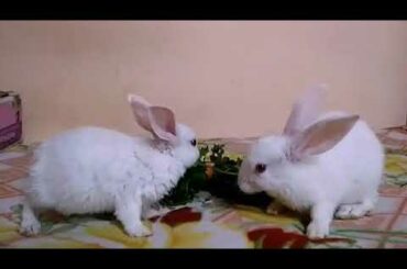 My cute Bunny's Breakfast