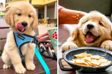 ❤️Cute Puppies Doing Funny Things 2019❤️#2  Cutest Dogs