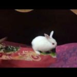 Cute Bunnies Playing On Bed