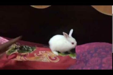 Cute Bunnies Playing On Bed