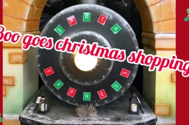 Rabbit goes christmas shopping #rabbit