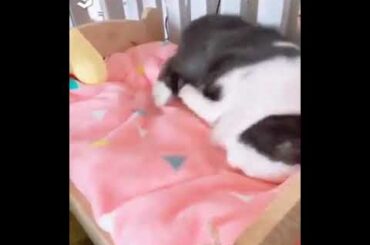 Cute Rabbit Setting up His Bed and Sleeping