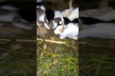 Desi Rabbit Bunnies So Cute