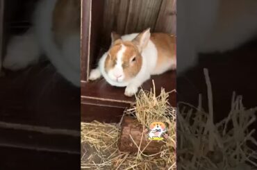 Rabbit 🐇 My Kiki chilling