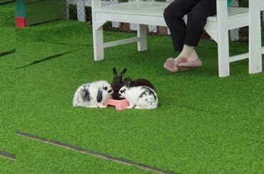 Cute rabbits