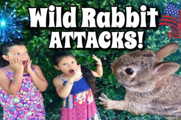 Wild Rabbit ATTACKS 🐰! / Fireworks 🧨