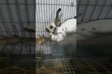 Californian Rabbits Bunnies with Mom