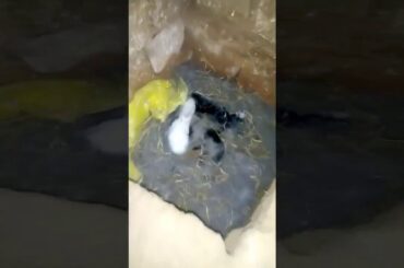 Desi Rabbits Bunnies So Nice