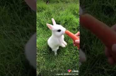 Cute little rabbit