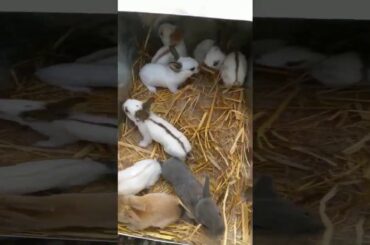 Californian Rabbit Bunnies