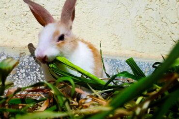 My Cute Rabbit Eating